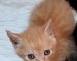 Кошки в Ленинске-Кузнецком: Котенок в добрые руки Мальчик, Бесплатно - фото 1