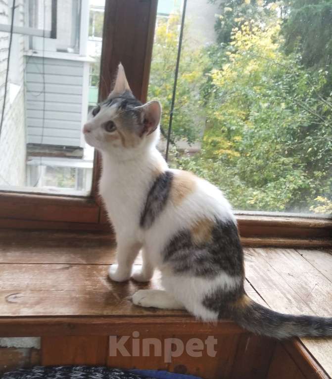 Кошки в Москве: Трехцветный котенок Кнопка в дар Девочка, Бесплатно - фото 4