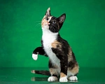 Кошки в Люберцах: Трехцветный котёнок по кличке Юка ищет свою семью. Девочка, 1 руб. - фото 10