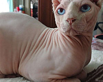Кошки в других городах Ставропольского края: Канадский сфинкс эльф Мальчик, 5 000 руб. - фото 4