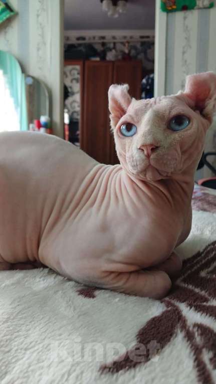 Кошки в других городах Ставропольского края: Канадский сфинкс эльф Мальчик, 5 000 руб. - фото 4