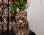 Кошки в Екатеринбурге: Отдам кота в добрые руки.  Мальчик, Бесплатно - фото 2
