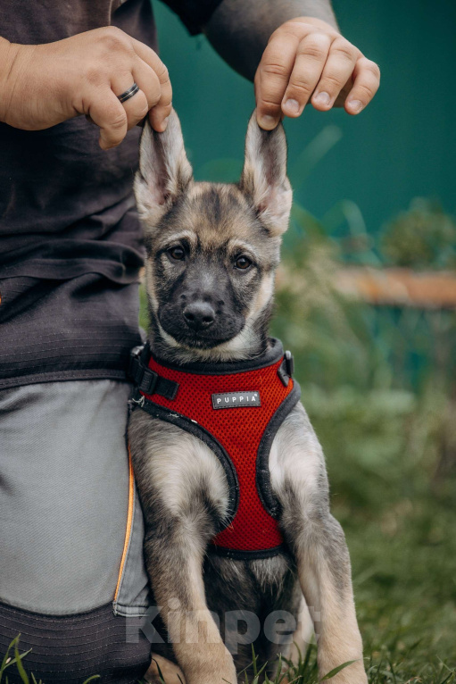 Собаки в Москве: Щенок бесплатно Москва Мальчик, Бесплатно - фото 4