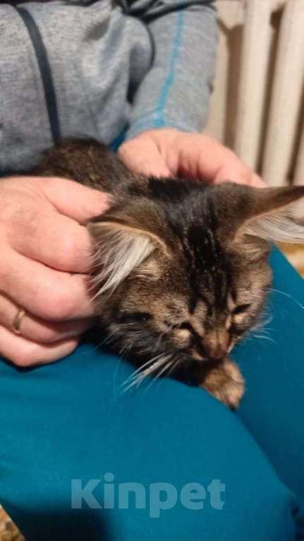 Кошки в Севастополе: Отдам в хорошие руки замечательную девчонку!!!! Девочка, Бесплатно - фото 1