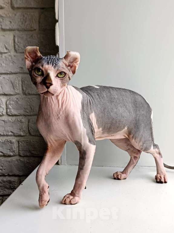 Кошки в Нефтекамске: Котенок сфинкс эльф!  Мальчик, Бесплатно - фото 6