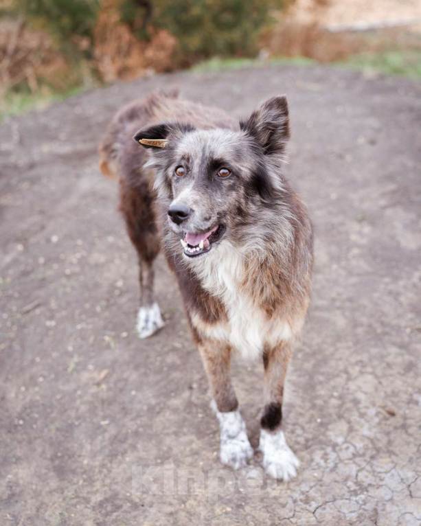 Собаки в Москве: Метис бордер-колли. Агата, 5 лет Девочка, Бесплатно - фото 4