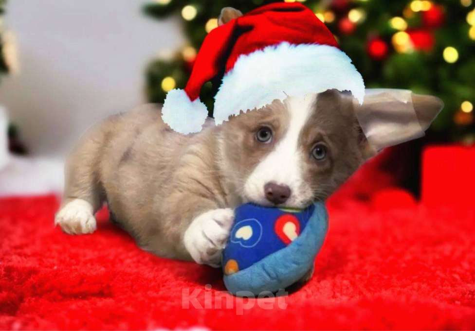 Собаки в других городах Московской области: Новогодняя сладость Девочка, 70 000 руб. - фото 1