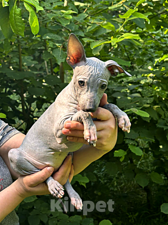 Собаки в Москве: Американский голый терьер, щенок девочка Девочка, 45 000 руб. - фото 5