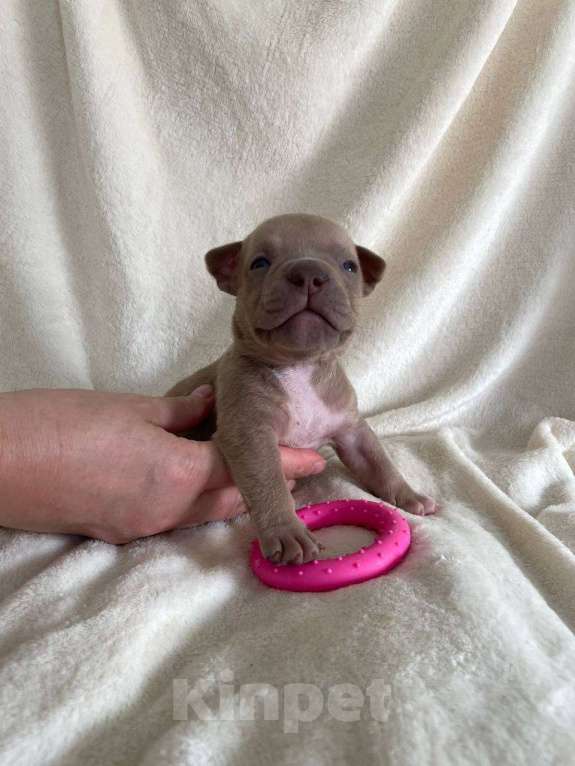 Собаки в Санкт-Петербурге: Щенок американского булли sm_bulli Muscat Мальчик, 120 000 руб. - фото 2