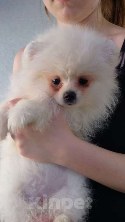 Собаки в Новосибирске: Шпиц Разнополые, Бесплатно - фото 5