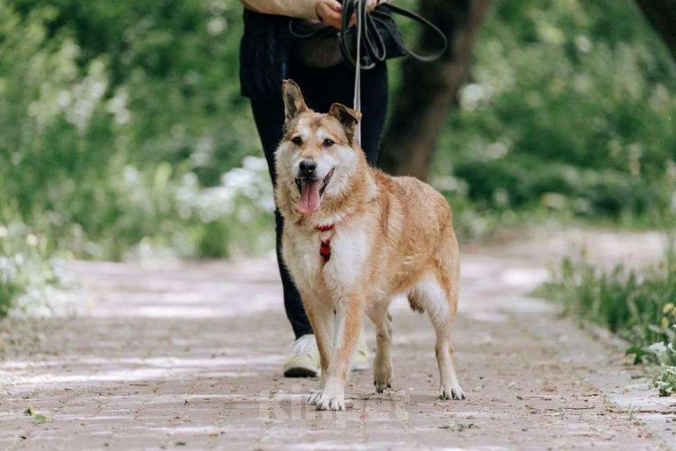 Собаки в Москве: Ариш Мальчик, Бесплатно - фото 3