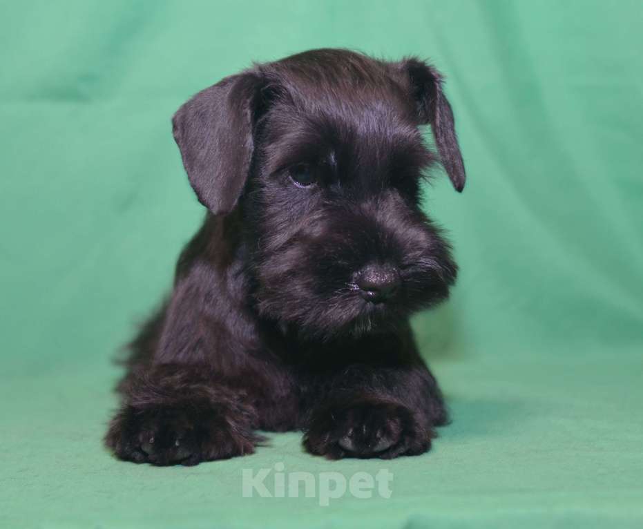 Собаки в Калуге: цвергшнауцер черного окраса Мальчик, 60 000 руб. - фото 1