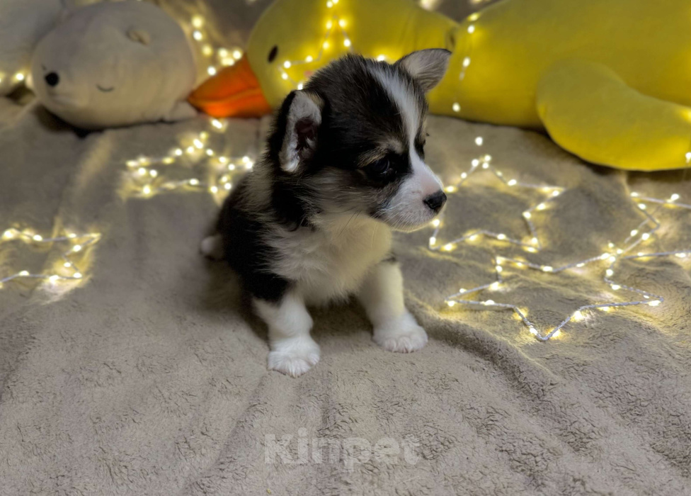 Собаки в Владивостоке: Щенок Вельш-корги Пемброк  Мальчик, 65 000 руб. - фото 3