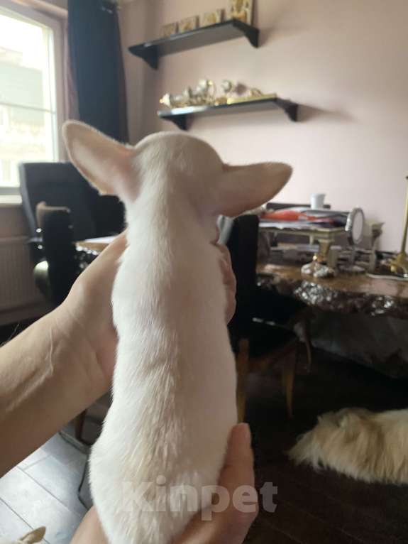 Собаки в других городах Московской области: Продам мини-мини чихуахуа Девочка, 70 000 руб. - фото 9