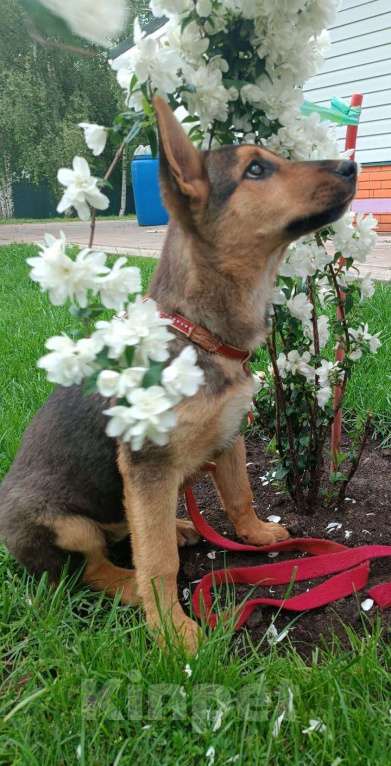 Собаки в Москве: Малышка щенок-девочка Ассоль в добрые руки Девочка, Бесплатно - фото 4