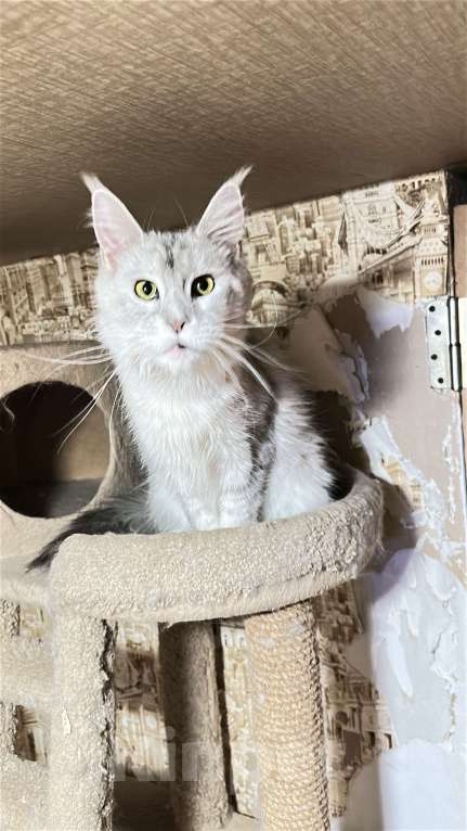 Кошки в Дмитрове: Кошка мейн-кун Девочка, Бесплатно - фото 3