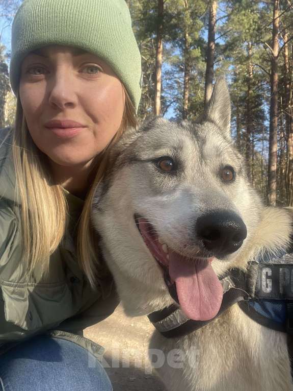 Собаки в Зеленогорске: Потерялась собака! Мальчик, Бесплатно - фото 2