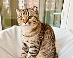 Кошки в Москве: Маленькая полосатая вислоушка Энни в добрые руки Девочка, Бесплатно - фото 3