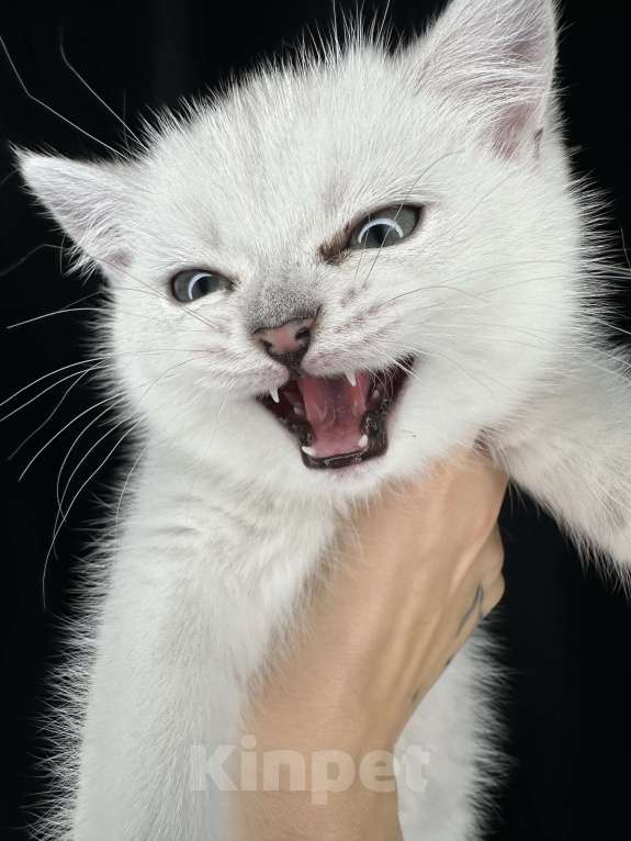 Кошки в Балашихе: Котик Британец - Шиншилла серебристый ns 11 Мальчик, 16 000 руб. - фото 3