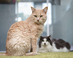 Кошки в Москве: котик Атлет в добрые руки Мальчик, Бесплатно - фото 4