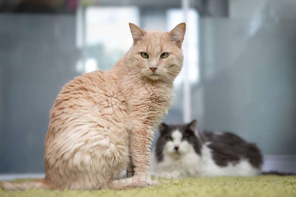 Кошки в Москве: котик Атлет в добрые руки Мальчик, Бесплатно - фото 4