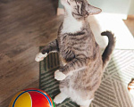 Кошки в Москве: Самый ласковый кот в мире Кузя в поисках дома! Мальчик, 10 руб. - фото 5