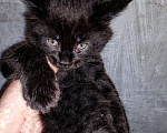 Кошки в Калуге: Бывший питомник, по этой цене только до 31 мая, 5 000 руб. - фото 2