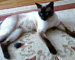 Кошки в Симферополе: Вязка с тайским сиамским котиком., 2 000 руб. - фото 1