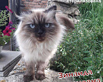 Кошки в Полярном: Серьезная кошка для добрых хозяев, Бесплатно - фото 3