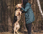 Собаки в Москве: Чудесный пёс Дэнвер в добрые руки. Мальчик, 1 руб. - фото 9