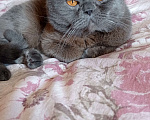 Кошки в Москве: молодой кот британской породы в дар Мальчик, 1 руб. - фото 1