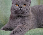 Кошки в Москве: Британские чистокровные котята. Мальчик, 55 000 руб. - фото 1