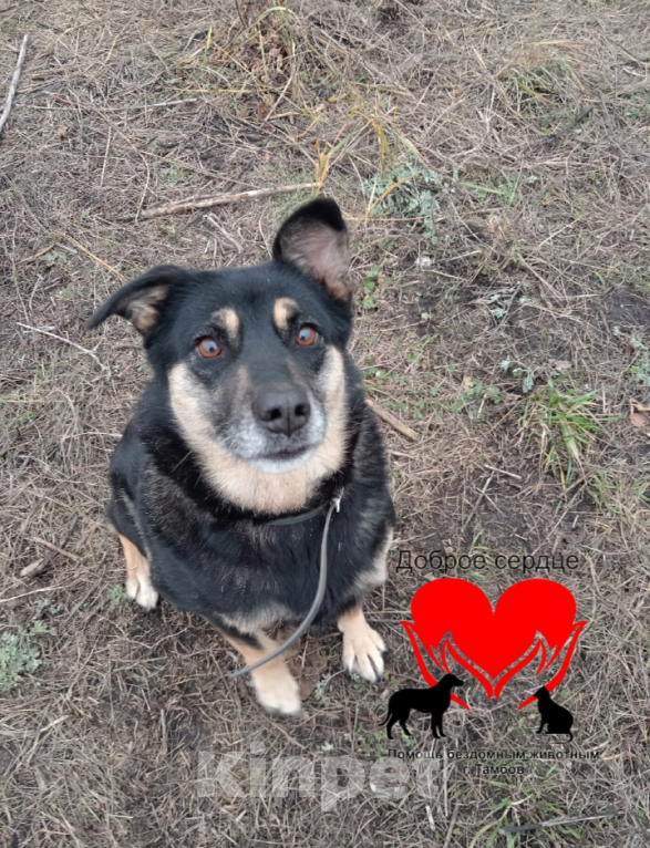 Собаки в Тамбове: Ирма Девочка, Бесплатно - фото 4