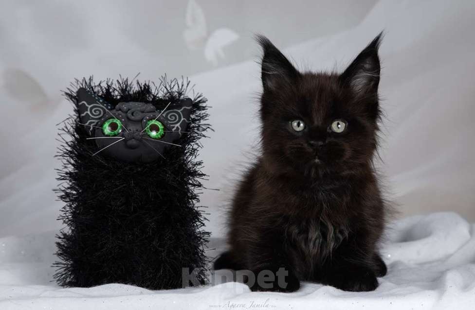 Кошки в Москве: Амиго - ваш лучший друг Мальчик, 150 000 руб. - фото 1