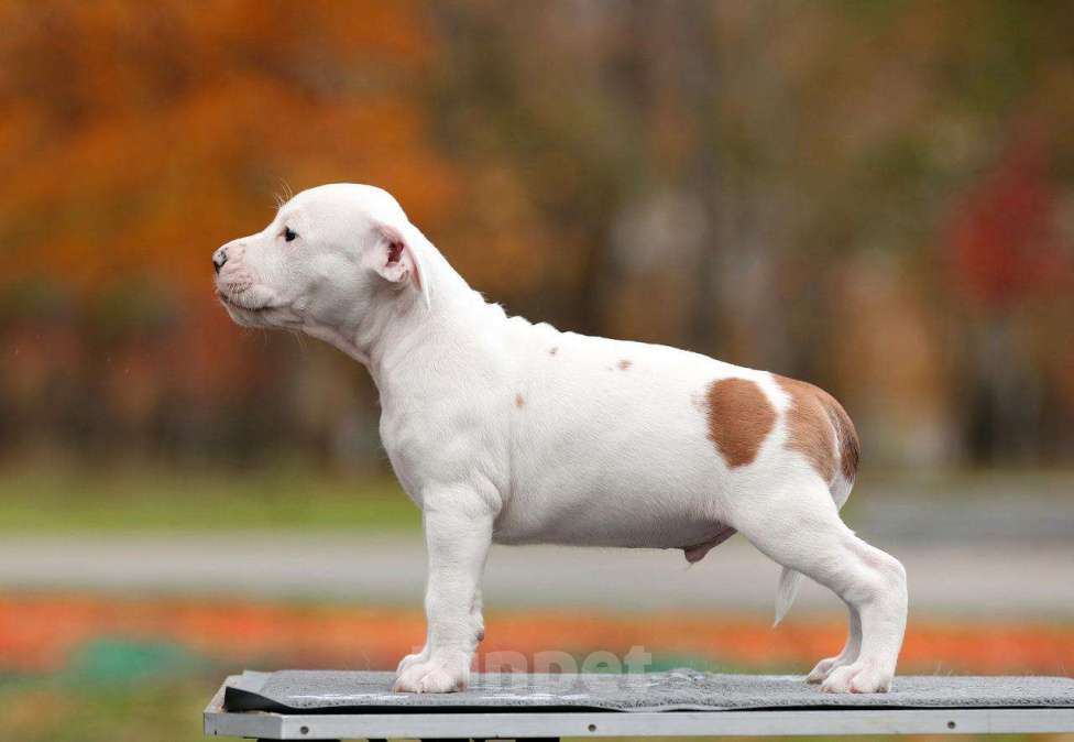 Собаки в Котельнике: Родились 12.09.2025г. Мальчики и дево Девочка, 50 000 руб. - фото 3