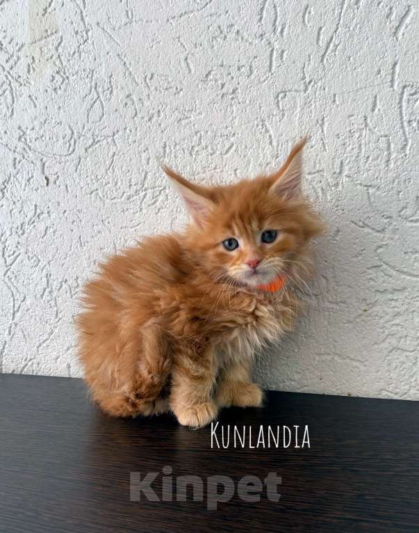 Кошки в Екатеринбурге: котенок мейн-кун Девочка, 35 000 руб. - фото 4