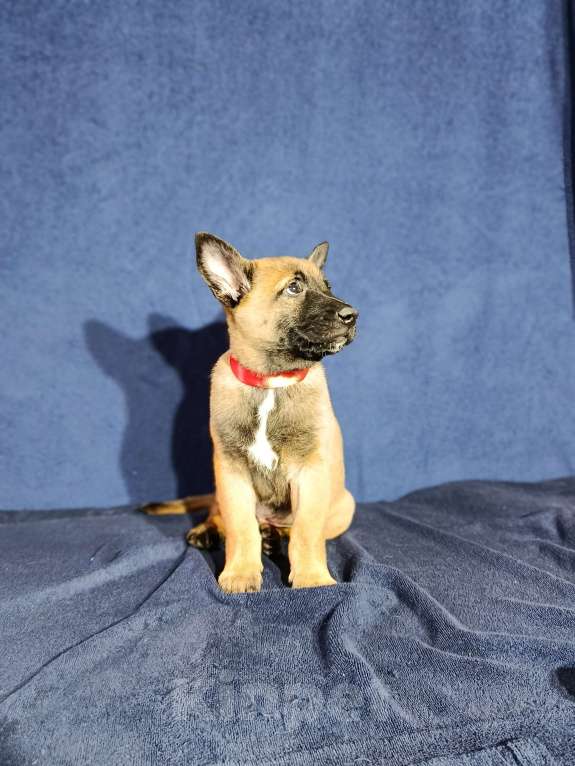 Собаки в Дедовске: Готовы к резерву щенки малинуа!!! Мальчик, 70 000 руб. - фото 3