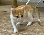 Кошки в Санкт-Петербурге: Котенок ищет дом Мальчик, Бесплатно - фото 5