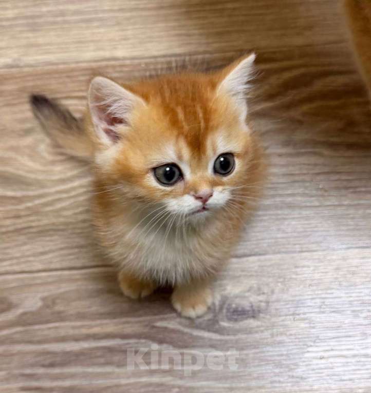 Кошки в Москве: Купидон Мальчик, 70 000 руб. - фото 3