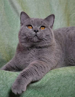 Объявление: Британские чистокровные котята., 55 000 руб., Москва