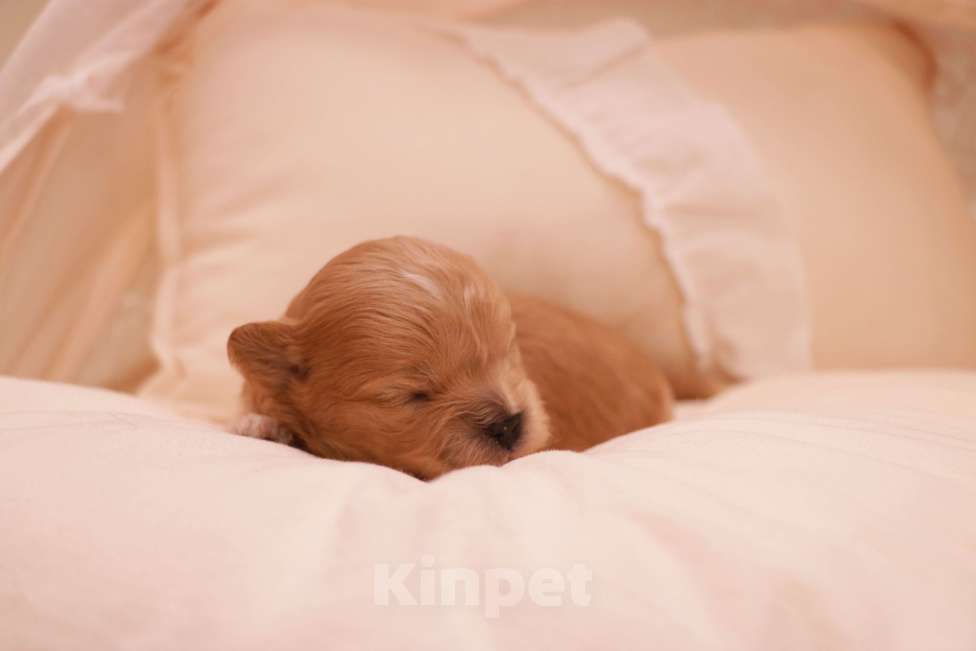 Собаки в Москве: Мальтипу девочка микро Корея Девочка, 150 000 руб. - фото 1