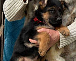 Собаки в Москве: Щенки немецкой овчарки  Мальчик, 55 000 руб. - фото 3