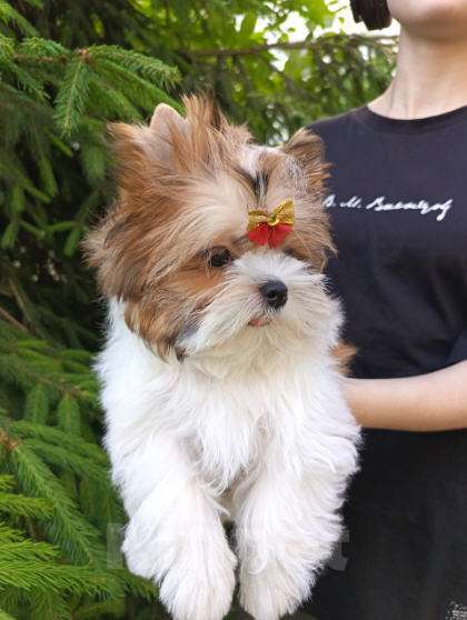 Собаки в Москве: Русалка, мальчик, очень перспективный Мальчик, 100 000 руб. - фото 3