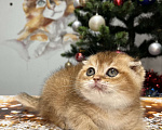 Кошки в Геленджике: Шотландский вислоухий котенок золотая шиншилла Мальчик, 45 000 руб. - фото 3