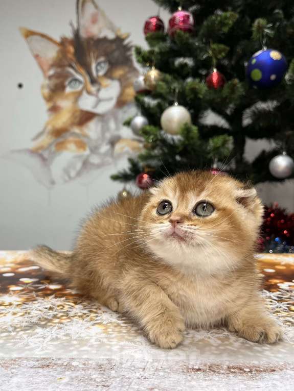 Кошки в Геленджике: Шотландский вислоухий котенок золотая шиншилла Мальчик, 45 000 руб. - фото 3