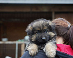 Собаки в Москве: Немецкая овчарка щенок мальчик дш Мальчик, 50 000 руб. - фото 1