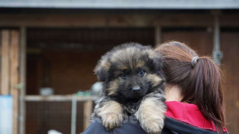 Собаки в Москве: Немецкая овчарка щенок мальчик дш Мальчик, 50 000 руб. - фото 1