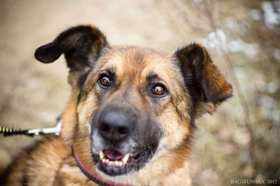 Собаки в Москве: Хлоя Девочка, Бесплатно - фото 4