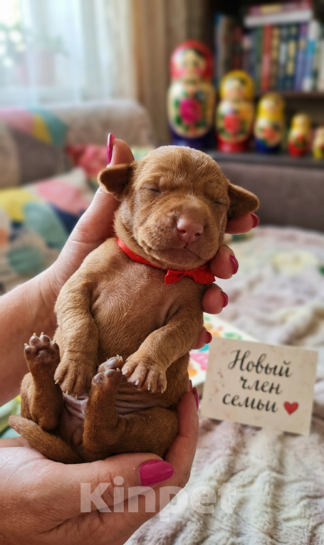 Собаки в Нижнем Новгороде: щенки выжлы девочки Девочка, Бесплатно - фото 3