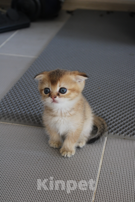 Кошки в Москве: вислоухая девочка-шотландец Девочка, 22 000 руб. - фото 3